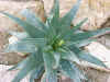 Aloe