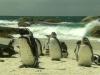 Pinguine am Strand von Boulders / Kaphalbinsel