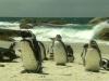 Pinguine am Strand von Boulders bei Simons Town