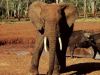 Elefant im Pilanesberg Nature Reserve / North-West Provinz