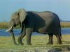 Elefant am Kariba / Zimbabwe