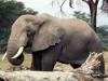 Elefant im Addo Elephant NP