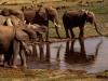 Elefanten im Krüger National Park
