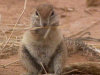 Erdhörnchen in der Karoo / Northern Cape