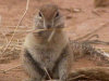 Erdhrnchen in der Karoo / Northern Cape