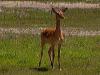 Gazelle am Augrabis Waterfall / Northern Cape