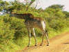 Giraffe im Pilanesberg NP / North West Provinz