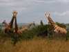 Giraffen im Krger National Park