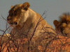 Löwen in der Kalahari / Northern Cape