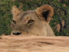 Löwe in der Kalahari / Northern Cape