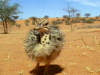 Ein Straußenbaby in der Karoo / Western Cape
