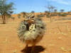 Ein Strauenbaby in der Karoo / Western Cape