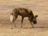 Wildhund im nördlichen Krügerpark