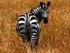 Ein Zebra im Krger Nationalpark