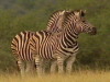 Zebras im Krüger National Park