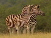 Zebras im Krger National Park