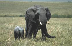 Krüger National Park