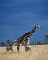 Giraffen im Krüger Nationalpark