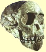 Schädel des Kind von Taung