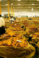 Tabakbrese in Harare