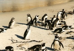 Pinguine am Strand von Boulders