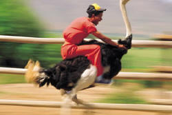Straussen-Derby auf der Highgate Farm in Oudtshoorn - Bild © by South African Tourism